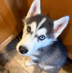 Un Husky Sibérien assis sur un sol carrelé et regardant vers la caméra
