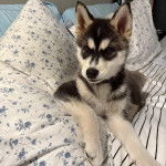 Un Husky Sibérien allongé sur un lit et portant un collier autour du cou