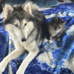 Un Husky Sibérien allongé sur un lit à côté d'un chat