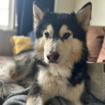 Un Husky Sibérien allongé sur un canapé