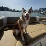 Un Husky Sibérien assis dans un bateau et tirant la langue