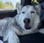 Un Husky Sibérien allongé sur le siège d'un véhicule