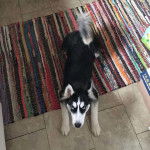 Un Husky Sibérien allongé sur un tapis et regardant vers la caméra