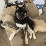 Un Husky Sibérien assis sur un canapé et regardant vers la caméra