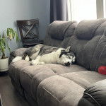 Un Husky Sibérien allongé sur un canapé