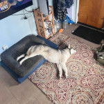 Un Husky Sibérien allongé sur un panier et semblant dormir