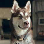 Un Husky Sibérien portant un collier autour du cou