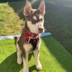 Un Husky Sibérien assis sur un terrain gazonné et portant un harnais