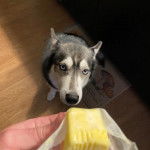 Un Husky Sibérien assis sur un parquet et regardant vers la caméra