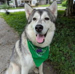 Un Husky Sibérien assis et portant un foulard autour du cou