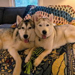 Un Husky Sibérien allongés sur un canapé et tirant la langue