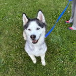 Un Husky Sibérien assis sur un terrain herbeux et tenu en laisse
