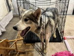 Un Husky Sibérien à l'intérieur d'une cage