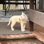 Un Husky Sibérien sur un tapis