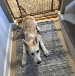 Un Husky Sibérien allongé sur un tapis 
