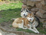 Mes chiens Athos OF WATSON LAKE et Etoile - Husky Sibérien