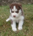 ile bleu - Husky Sibérien (4 mois)