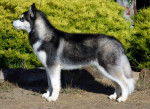 Shasta - Husky Sibérien Mâle (4 ans)