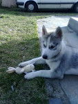 Flaya - Husky Sibérien (4 mois)