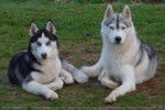 Eliott et Lola - Husky Sibérien Mâle (3 ans)