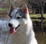 E'Dream Timeless dite Daisy Of Pack Ice Wolves - Husky Sibérien (2 ans)