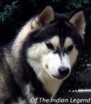 H'Aiyana Des Perles Siberienne - Husky Sibérien (2 ans)