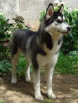 Fantastic Black Beauty dite Alïya Of The Indian Legend - Husky Sibérien (8 mois)