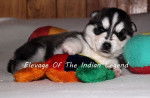 Fantastic Black Beauty dite Alïya Of The Indian Legend - Husky Sibérien