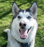 Sam - Husky Sibérien Mâle (4 ans)