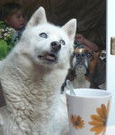 Lorca - Husky Sibérien Mâle (14 ans)