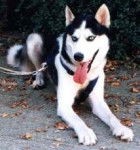 harasia - Husky Sibérien (3 ans)