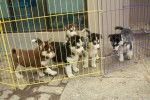 Husky babies - Husky Sibérien (2 mois)