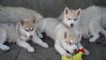 Alex, Caesar, Lance - Husky Sibérien Mâle (3 mois)