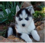 Ricky - Husky Sibérien Mâle (7 mois)