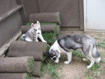 Loki & Diesel - Husky Sibérien Mâle (4 mois)