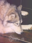 Ever - Husky Sibérien (5 ans)