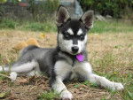 Photo Husky Sibérien (4 mois)