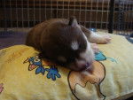 bébé - Husky Sibérien Mâle (1 mois)