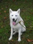Ice - Husky Sibérien (4 ans)