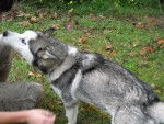 Smokey - Husky Sibérien Mâle (4 ans)
