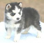 Demin - Husky Sibérien Mâle (4 mois)