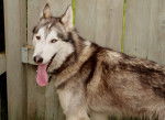 Sky - Husky Sibérien Mâle (2 ans)