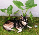 Balto - Husky Sibérien Mâle (13 ans)
