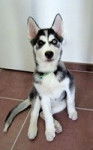 Geisha - Husky Sibérien (6 mois)