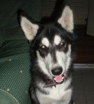 Loba - Husky Sibérien (1 an)