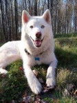 Suni - Husky Sibérien (2 ans)