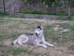 Doggie - Husky Sibérien Mâle (3 ans)