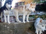 gaiko , galak et grinouk - Husky Sibérien Mâle