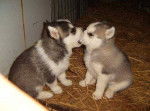 Besito - Husky Sibérien (2 mois)
