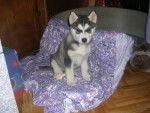 dask - Husky Sibérien (5 mois)